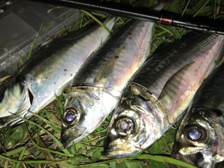 最近、アジが好調な南港へ