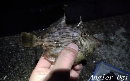 なんとかアオリイカ。