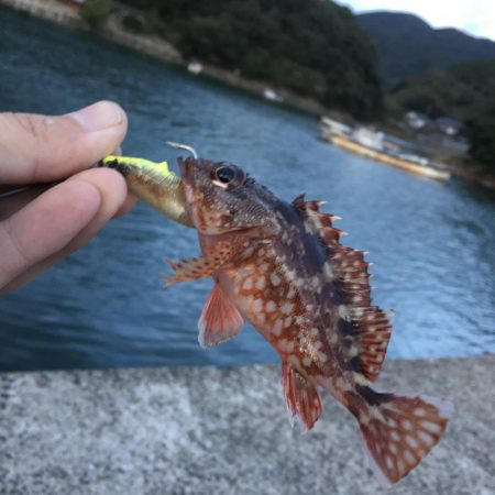 五島で青物狙いだったが、オオモンハタとアラカブがRIDE ON！