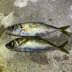 瀬戸内の島アジング(2020-21)