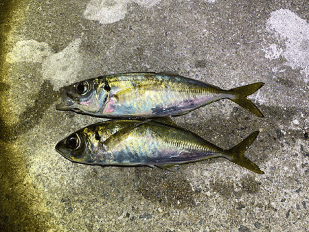 瀬戸内の島アジング(2020-21)