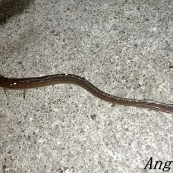 タチウオ不在もアナゴはいる！