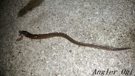 タチウオ不在もアナゴはいる！