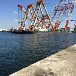 落とし込みでチヌ!