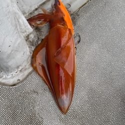 へいみつ丸 釣果