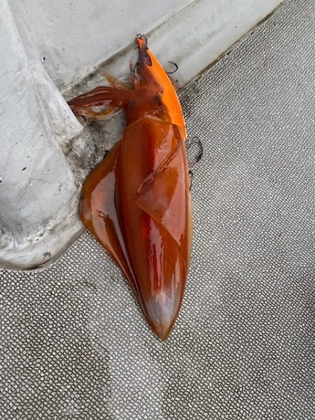 へいみつ丸 釣果