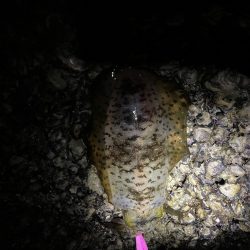 エギング大会開催してアオリイカ釣ってきました。キロアップ釣った人も( ﾟДﾟ)