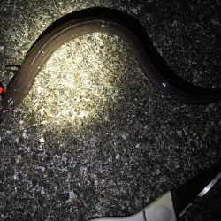 大ガシラ、太アナゴ