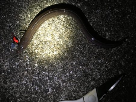 大ガシラ、太アナゴ