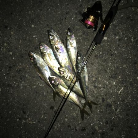 ぼちぼち…って感じ