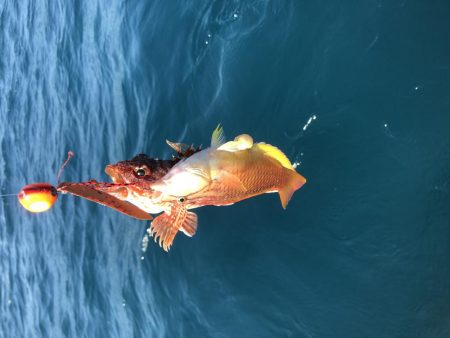 11／8オフショア釣果