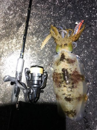 2020佐渡ヶ島エギング 42回目