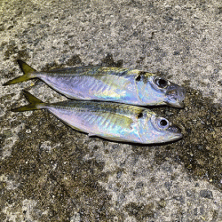 瀬戸内の島アジング(2020-24)