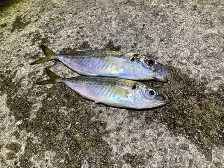 瀬戸内の島アジング(2020-24)