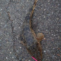 スーパーライトショアジギング