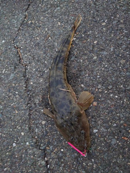 スーパーライトショアジギング