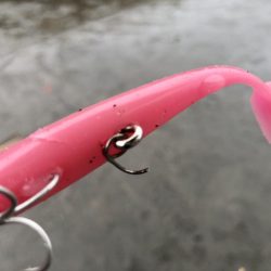 久しぶりの吹上でサゴシ