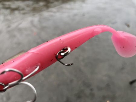 久しぶりの吹上でサゴシ