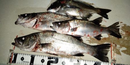 いつもの同じ魚の釣り