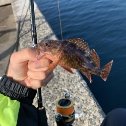 ジグ単ライトゲーム！こまいなぁ…