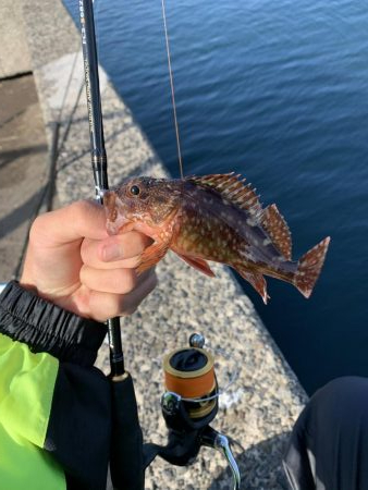 ジグ単ライトゲーム！こまいなぁ…