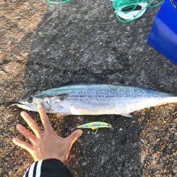 メジロ・サゴシゲット