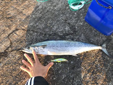 メジロ・サゴシゲット