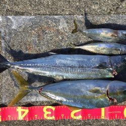 今年初サゴシ。