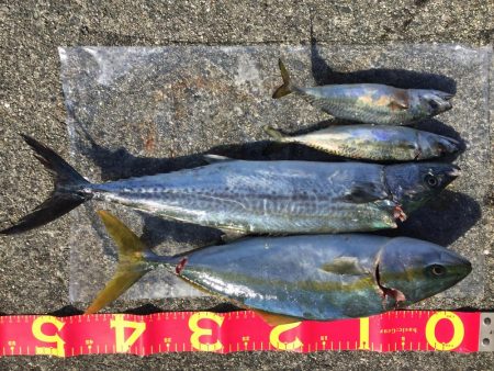 今年初サゴシ。