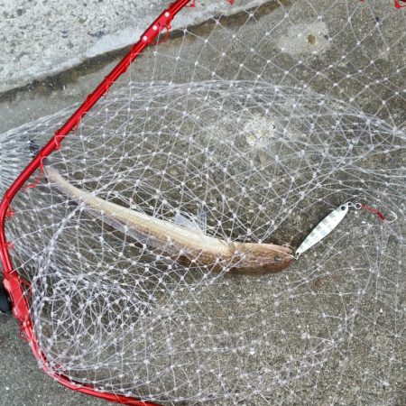 朝一のプチsalt water game