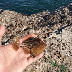 明石一文字で10目