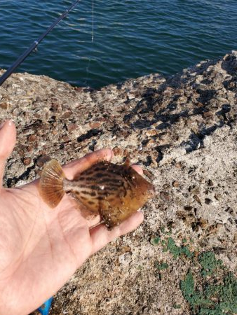 明石一文字で10目