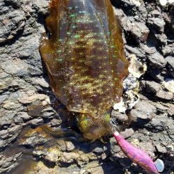 今日もチビアオリと戯れる