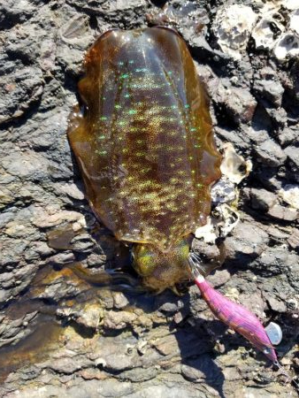 今日もチビアオリと戯れる