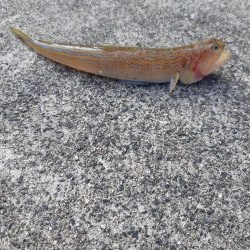 アジはどこですか?