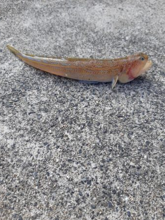 アジはどこですか?