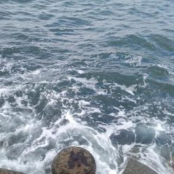 サゴッシング２