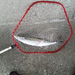 早朝のプチsalt water game！