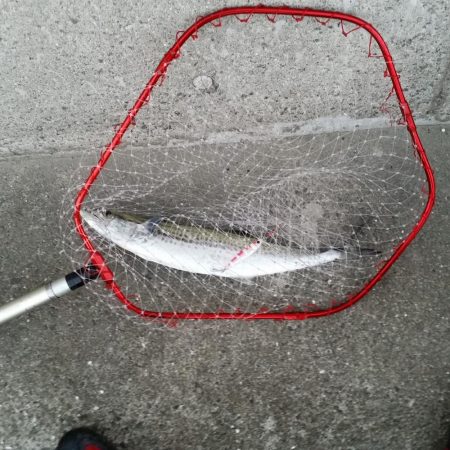 早朝のプチsalt water game！