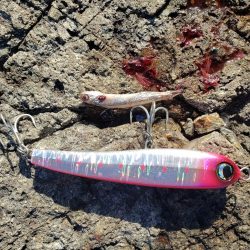 小さいけどこの前のリベンジ(*^-^)