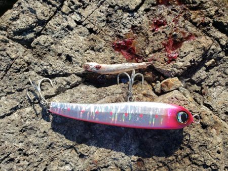 小さいけどこの前のリベンジ(*^-^)