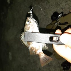 やっと入れました!