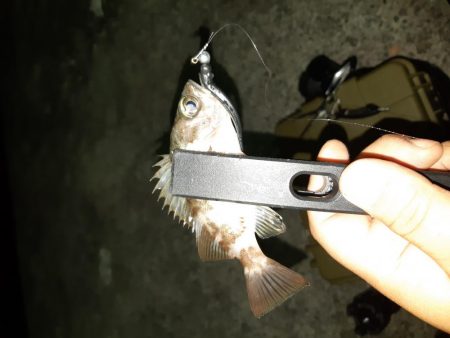 やっと入れました!