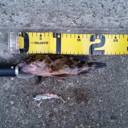 早朝プチsalt water game!