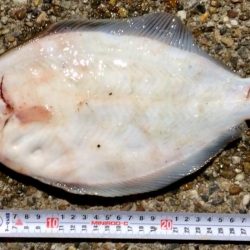 満開 カレイの花