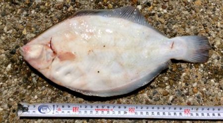 満開  カレイの花