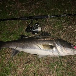 秋の夜長に河鱸