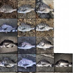 イチノ兄弟、釣果！