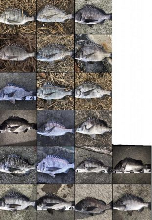 イチノ兄弟、釣果！