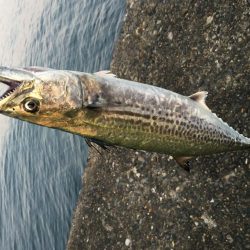 アジングからのショアジギ